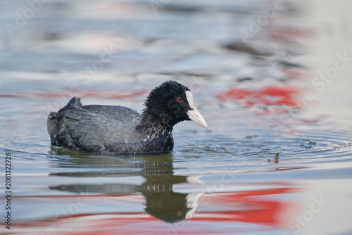 Photography A Eurasian coot (Fulica atra) swims in the water