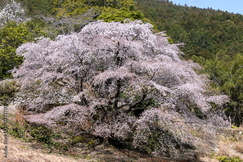 Fotografie 古座川町・峯に咲く熊野桜（ Kumano Cherry Tree）