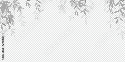 Photos soft shadows of plant leaves on transparent background shadow shade botanical na
