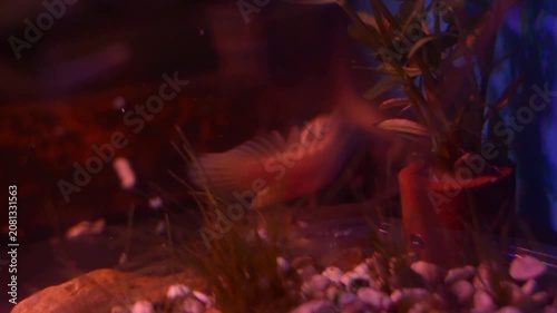 Albino Senegal Bichir Polypterus senegalus Exploring Planted Aquarium
