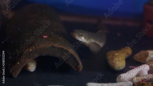Senegal Bichir Polypterus senegalus Swimming in Blue Aquarium
