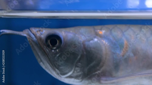 Adult Silver Arowana Swimming in Aquarium Tank
