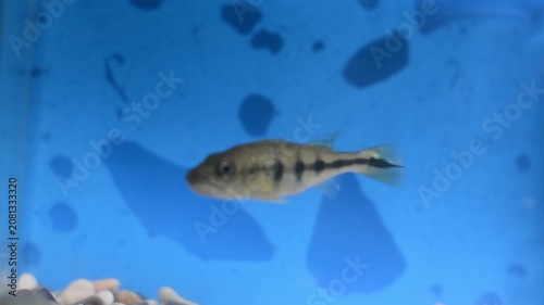 Baby Mono Peacock Bass Cichla Monoculus Near Aquatic Plants
