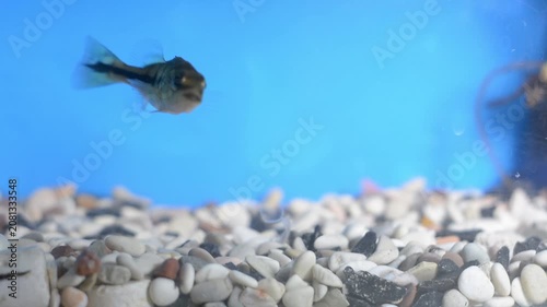 Baby Mono Peacock Bass Cichla Monoculus Swimming in Aquarium
