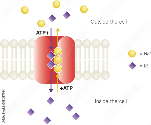Active Transport Sodium Potassium Pump Cell Membrane Vector Illustration