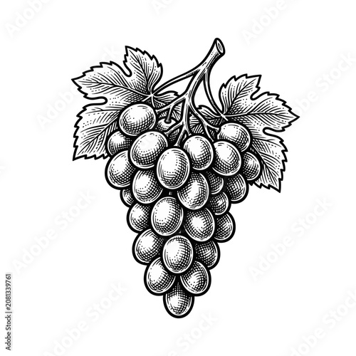 Black and white vintage engraving of a bunch of grapes
