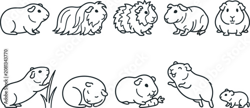 Photos Cute Guinea Pig Line Art Collection Featuring Cavy Pet Outline Illustrations wit