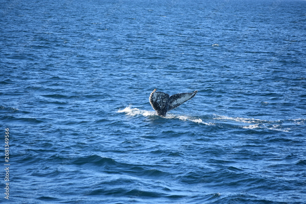 Fototapeta premium Humpback whale tail fluke above the ocean surface