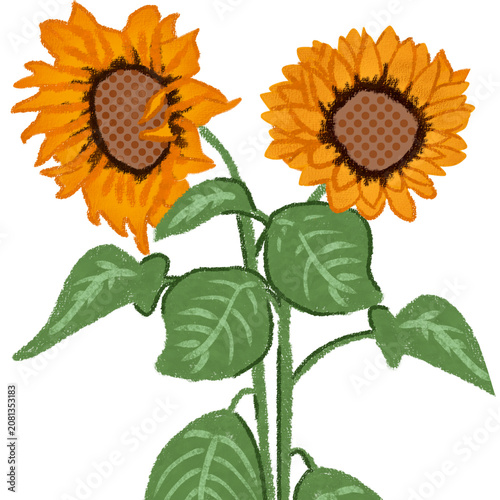 Illustration of two sunflowers with their stems and leaves (summer element)