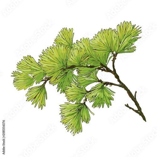 Larch branch with green needles vector illustration