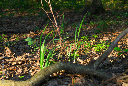 Foto Young green grass shoots grow through a layer of dry fallen leaves and tree roots in the forest