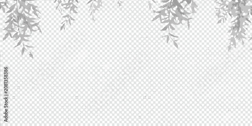 Photography soft shadows of plant leaves on transparent background shade foliage shadow effe