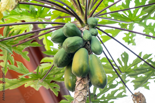 Green raw and ripening papaya fruits hanging on tree trunk with leaves. Organic tropical Asian food ingredient, outdoor studio shot.