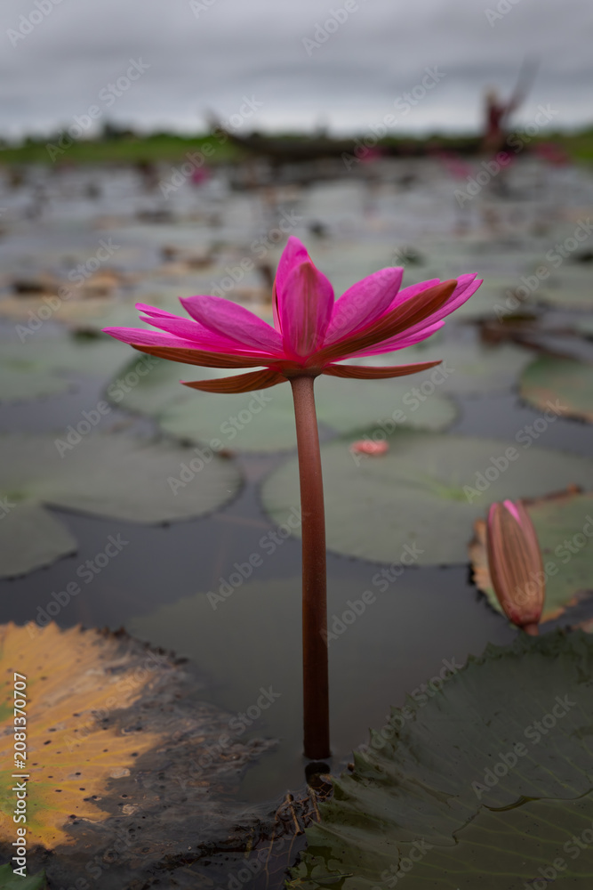 Obraz premium Water lilies in Siem Reap, Cambodia