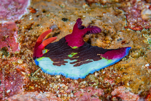 Colorful Chamberlain's Nembrotha Nudibranch Crawling on Coral Reef Substrate