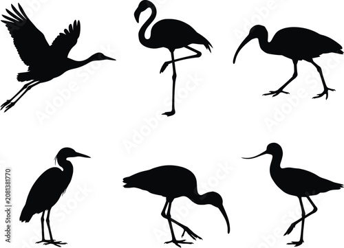 Photography Exotic wading birds silhouette collection featuring flamingo heron stork and ibi