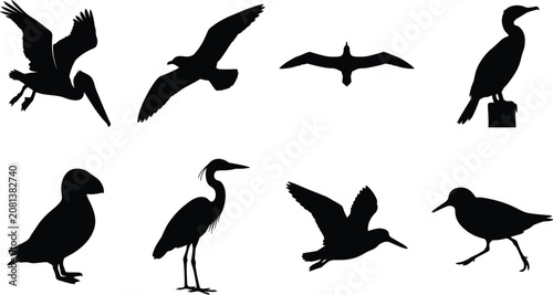 Photography Sea birds and coastal wildlife silhouette collection featuring pelican seagull p