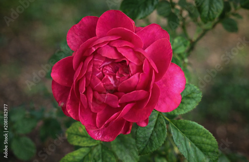 red rose in garden