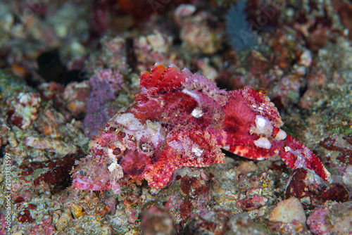 Фотография Devil scorpionfish camouflaged on rocky reef in Anilao Philippines