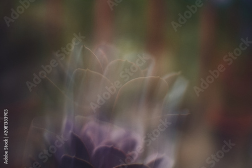 Cuadro en lienzo Botanical Radiance — Cinematic fine-art abstract of a moody woodland forest using slow shutter intentional camera movement ICM blur with soft light trailing across wild mossy textures