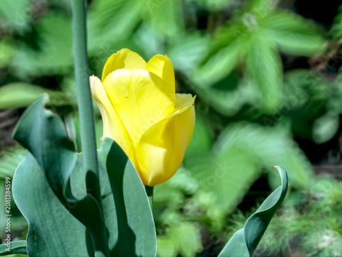 yellow tulips in the garden illuminated by the morning sun