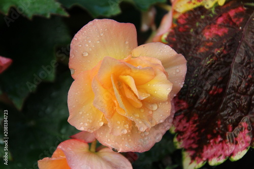 фотографія orange bloom with dew drops