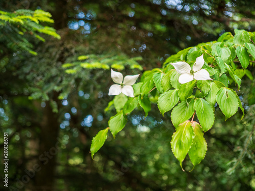 Fotografi Japanese dogwood (Cornus kousa) displaying elegant white bracts and fresh green foliage in a woodland garden