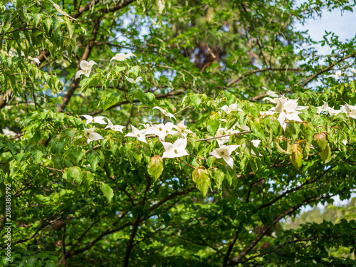 Принти на полотні Japanese dogwood (Cornus kousa) displaying elegant white bracts and fresh green foliage in a woodland garden