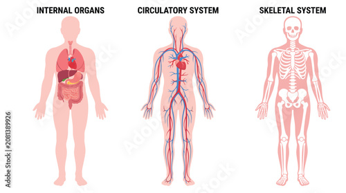 Obraz na plátně Educational vector illustration displaying human internal organs circulatory sys
