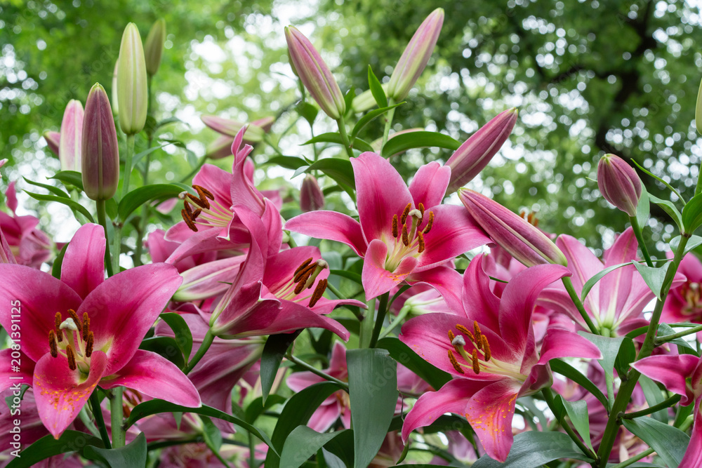 Obraz premium 日比谷公園のユリ花壇 ピュア パッション lilium Pure Passion