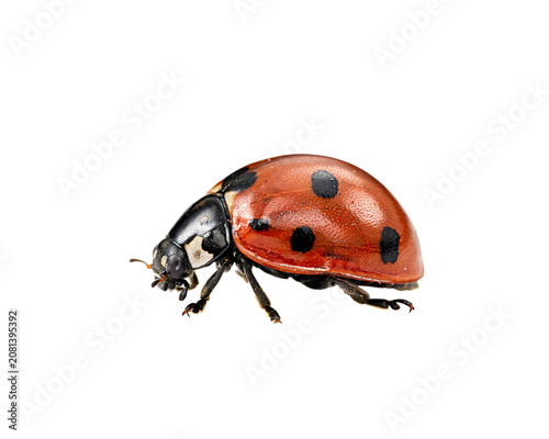 Red ladybug insect with black spots on black background isolated on a transparent background