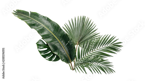 Tropical leaves arrangement on white background isolated on a transparent background