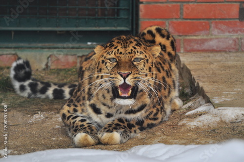 Animals are a traditionally recognized category of organisms that is now considered a biological kingdom. Animals are the primary subject of study in zoology.