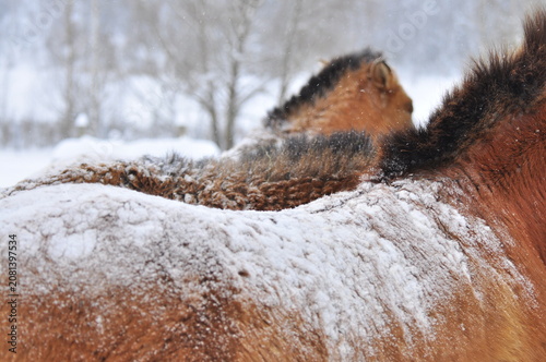 Animals are a traditionally recognized category of organisms that is now considered a biological kingdom. Animals are the primary subject of study in zoology.