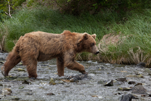 Blonde brown grizzly bear in Katmai, Alaska wilderness walking along the shoreline close by