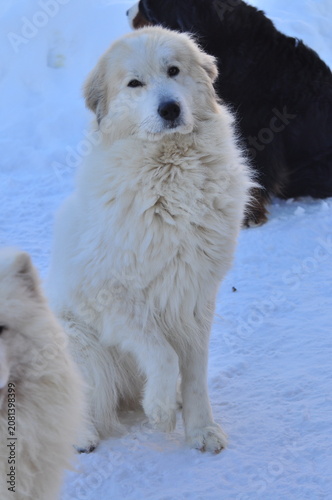 Animals are a traditionally recognized category of organisms that is now considered a biological kingdom. Animals are the primary subject of study in zoology.