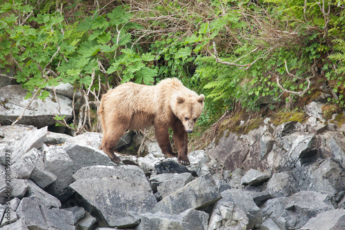Blonde brown grizzly bear in Katmai, Alaska wilderness walking along the shoreline close by