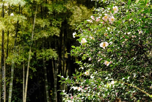 Konstfotografi Camellia Blossoms Against a Quiet Winter Bamboo Forest in Kamakura