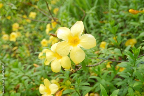 Beautiful Allamanda cathartica Growing in Tropical Garden 