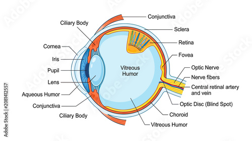 Cuadro en lienzo Detailed Anatomical Diagram of the Human Eye with Labels