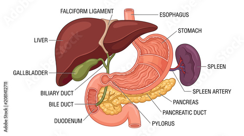 Canvastavla Human Digestive System Anatomy: Liver, Stomach, Pancreas, Gallbladder