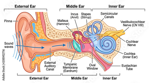 Quadro su tela Human Ear Anatomy Diagram: External, Middle, and Inner Ear Structure