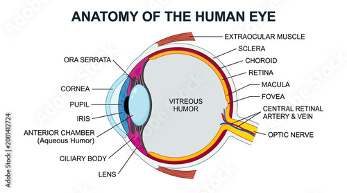 Tableau sur toile Human Eye Anatomy Diagram - Detailed Cross-Section with Labels