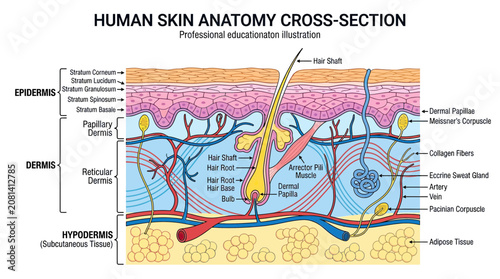 Obraz na płótnie Human Skin Anatomy Cross-Section: Epidermis, Dermis, Hypodermis Layers and Hair