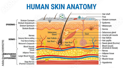 Fotografie Human Skin Anatomy Diagram: Epidermis, Dermis, Subcutaneous Tissue Layers