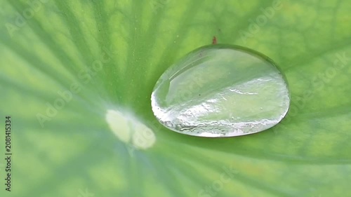 水滴を弾くハスの葉