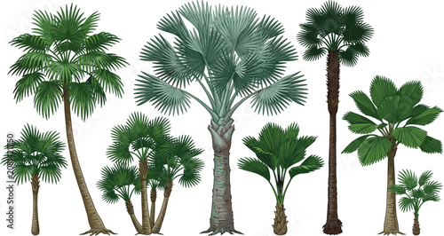 Fotografía Exotic fan palm trees vector illustration set featuring silver bismarck palm licuala saw palmetto and tropical jungle botanical greenery elements