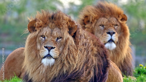 Photography Close-up portrait of two male lions resting in natural habitat, majestic African
