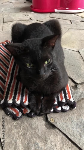 A cute black cat resting on a striped rug on a stone patio.
