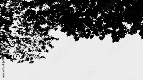 Silhouette Serene Tree Canopy Low Angle Natural Scenery Background